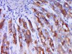 Phospho-IRS1 (Ser1101) Antibody in Immunohistochemistry (Paraffin) (IHC (P))