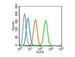 Phospho-IRS1 (Tyr612) Antibody in Flow Cytometry (Flow)