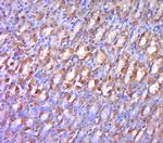 Phospho-LRP6 (Ser1490) Antibody in Immunohistochemistry (Paraffin) (IHC (P))