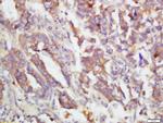 Phospho-MKK3 (Ser218, Ser207) Antibody in Immunohistochemistry (Paraffin) (IHC (P))