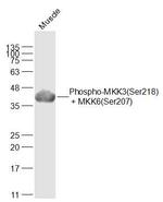 Phospho-MKK3 (Ser218, Ser207) Antibody in Western Blot (WB)