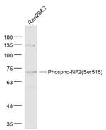 Phospho-Merlin (Ser518) Antibody in Western Blot (WB)