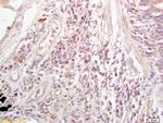 Phospho-Mst1/Mst2 (Thr183, Thr180) Antibody in Immunohistochemistry (Paraffin) (IHC (P))