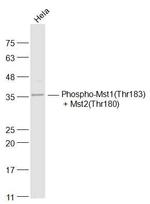 Phospho-Mst1/Mst2 (Thr183, Thr180) Antibody in Western Blot (WB)