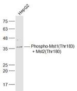 Phospho-Mst1/Mst2 (Thr183, Thr180) Antibody in Western Blot (WB)