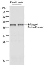 S-Tag Antibody in Western Blot (WB)