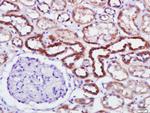 Phospho-PKR (Thr446) Antibody in Immunohistochemistry (Paraffin) (IHC (P))