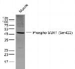 Phospho-SGK1 (Ser422) Antibody in Western Blot (WB)