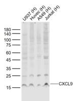 CXCL9 Antibody in Western Blot (WB)