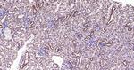 PEPT1 Antibody in Immunohistochemistry (Paraffin) (IHC (P))