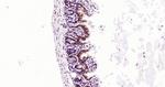 PEPT1 Antibody in Immunohistochemistry (Paraffin) (IHC (P))