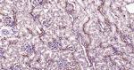 PEPT1 Antibody in Immunohistochemistry (Paraffin) (IHC (P))