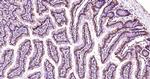 PEPT1 Antibody in Immunohistochemistry (Paraffin) (IHC (P))