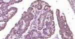 PEPT1 Antibody in Immunohistochemistry (Paraffin) (IHC (P))