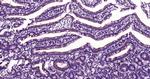 PEPT1 Antibody in Immunohistochemistry (Paraffin) (IHC (P))