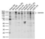 laminin Antibody in Western Blot (WB)