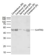 5-HTR3 Antibody in Western Blot (WB)