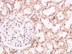 Phospho-Torc1 (Ser151) Antibody in Immunohistochemistry (Paraffin) (IHC (P))