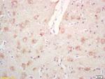 Phospho-PPIG (Ser376) Antibody in Immunohistochemistry (Paraffin) (IHC (P))