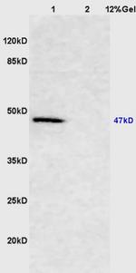 Smad2/3 Antibody in Western Blot (WB)