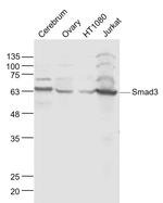 Smad2/3 Antibody in Western Blot (WB)