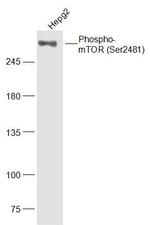 Phospho-mTOR (Ser2481) Antibody in Western Blot (WB)