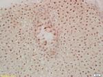 MST1 Antibody in Immunohistochemistry (Paraffin) (IHC (P))