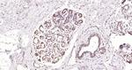 NuMA Antibody in Immunohistochemistry (Paraffin) (IHC (P))