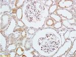 HB-EGF Antibody in Immunohistochemistry (Paraffin) (IHC (P))