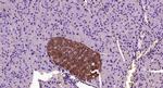 TCTP Antibody in Immunohistochemistry (Paraffin) (IHC (P))