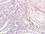 Tuberin Antibody in Immunohistochemistry (Paraffin) (IHC (P))