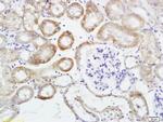 HSD11B2 Antibody in Immunohistochemistry (Paraffin) (IHC (P))