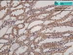 HSD11B2 Antibody in Immunohistochemistry (Paraffin) (IHC (P))