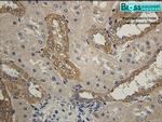 HSD11B2 Antibody in Immunohistochemistry (Paraffin) (IHC (P))