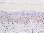 mu Opioid receptor Antibody in Immunohistochemistry (Paraffin) (IHC (P))