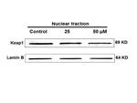 KEAP1 Antibody in Western Blot (WB)