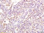 FPRL1/Lipoxin A4 receptor Antibody in Immunohistochemistry (Paraffin) (IHC (P))