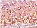 DIO2 Antibody in Immunohistochemistry (Paraffin) (IHC (P))