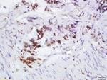 OGG1 Antibody in Immunohistochemistry (Paraffin) (IHC (P))