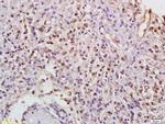 Phospho-PKC gamma (Thr514) Antibody in Immunohistochemistry (Paraffin) (IHC (P))