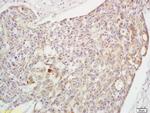 Phospho-Crkl (Tyr251) Antibody in Immunohistochemistry (Paraffin) (IHC (P))