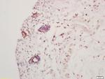 Hes5 Antibody in Immunohistochemistry (Paraffin) (IHC (P))