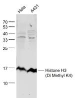 Histone H3 (Di Methyl K4) Antibody in Western Blot (WB)