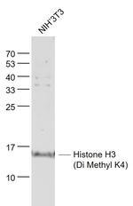 Histone H3 (Di Methyl K4) Antibody in Western Blot (WB)