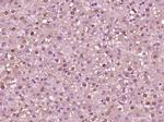 Acetyl-Histone H3 (Lys23) Antibody in Immunohistochemistry (Paraffin) (IHC (P))