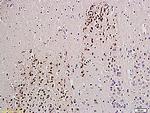 UCHL1/PGP9.5 Antibody in Immunohistochemistry (Paraffin) (IHC (P))