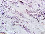 Oct-4BOCT4B-190NT Antibody in Immunohistochemistry (Paraffin) (IHC (P))