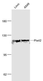 Piwil/Mili Antibody in Western Blot (WB)