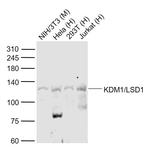 KDM1A Antibody in Western Blot (WB)