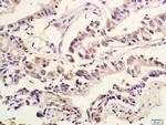 Amphiregulin Antibody in Immunohistochemistry (Paraffin) (IHC (P))